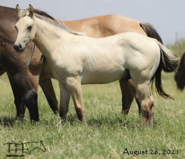 Hancocks Blu Hanna's 2021 Buttermilk Colt